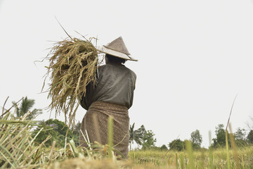 farmer Thailand - 118364354