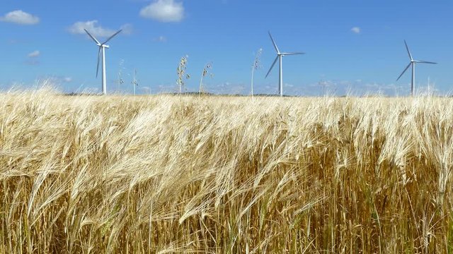Close up of ripe wheat crops on a summers day with three large wind turbines in the background