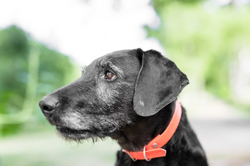 Black dog portrait.