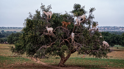 Goats in argan tree, Essaouira, Morocco