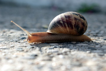 lumaca