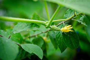 Small green cucumber with a flower