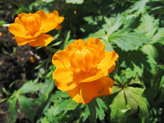 globe- orange flowers . flowers early in the morning mist near a pond.