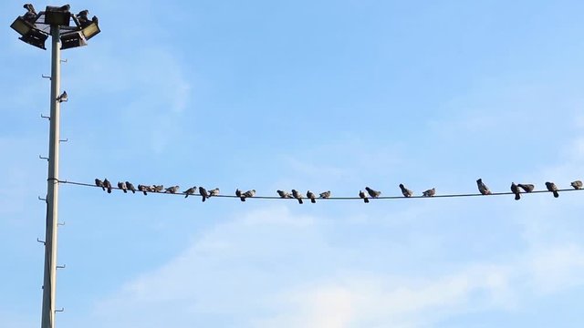 1920x1080 25 Fps. Very Nice  Birds On The Wire Video