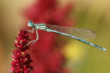 Close up of a dragonfly on a red flower. Focus on the left eye and shallow depth of field