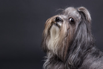 Bichon Havanese dog. Studio portrait of a cute pet on a dark background.