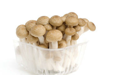 Bunch of brown beech Shimeji Mushroom isolated on white background