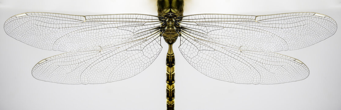 Macro of dragonfly wings and body isolated on white background.