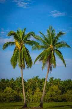 Coconut palm trees on blue sky with cloud background.
