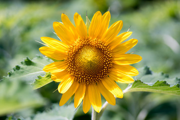 sunflower at nagai park,osaka,japan