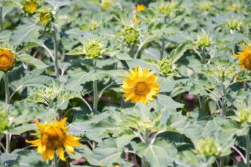 sunflower at nagai park,osaka,japan