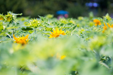 sunflower at nagai park,osaka,japan