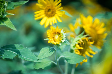 sunflower at nagai park,osaka,japan