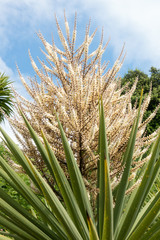 Fototapeta premium Palm Tree in Bloom