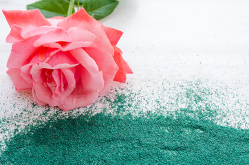 Beautiful pink rose with green sand on a white wooden background