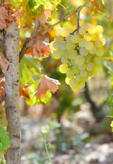 Close-up of ripe wine grapes