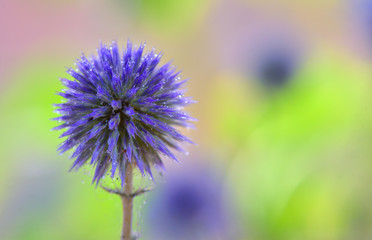 Globe Thistle flowers