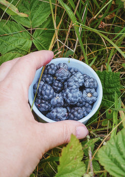 Hand reaching for a cup filled with blackberries.