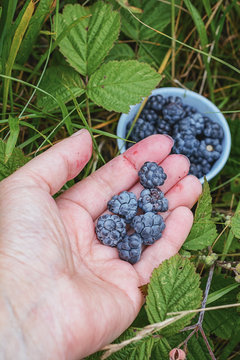 In the hand Berries ripe blackberries.