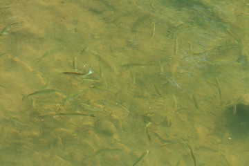a fish. fry in the river
