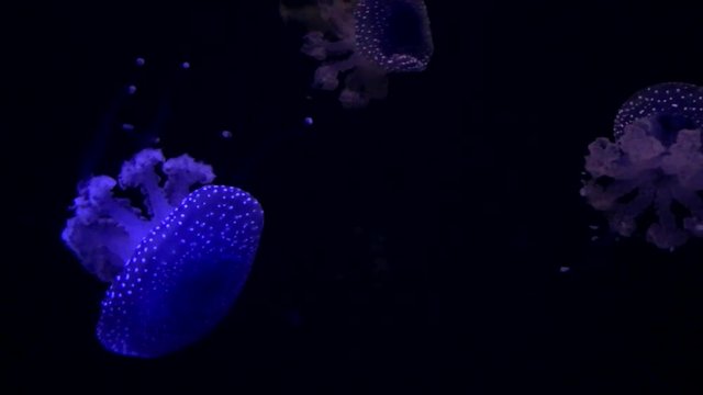 Underwater shooting of jellyfishes