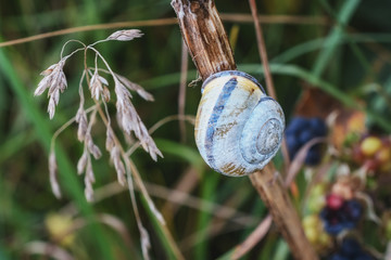 Snail on a dry branch between the grass.