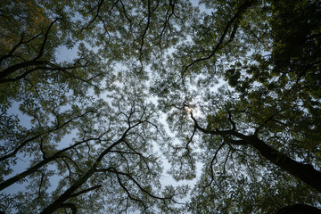 summer forest