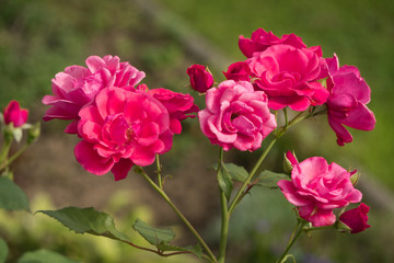 Rote Rosen im Rosenbeet