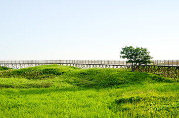 夏の知床五湖の木道（北海道）