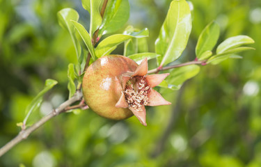 Granatapfel