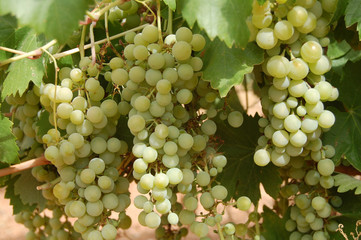 Uvas