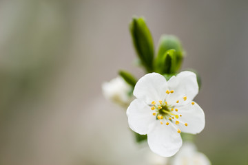 Obraz premium meadow flowers