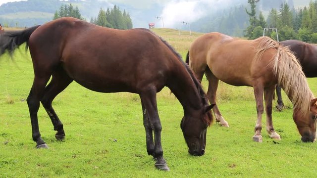 Beautiful horses on the green meadow
