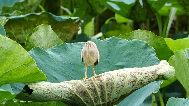 Cattle Egret (Bubulcus ibis) bird on lotus leaves at wetlands in Thailand.
