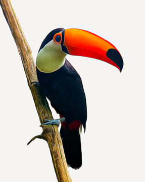 The Toucan Toco  sitting on a branch isolated  on white