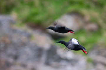 Black guillemot