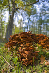 Mushrooms