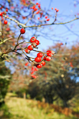 Rose hips