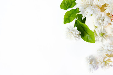 Flower background of Jasmine flowers spread on white background
