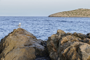 Fototapeta na wymiar lonely seagull on a rock Ibiza, Spain, islands