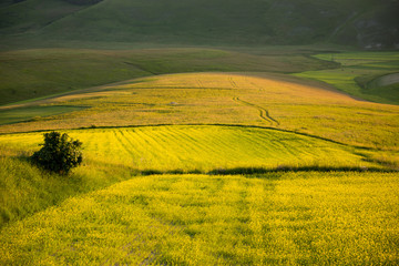 Fototapeta premium Castelluccio di Norcia