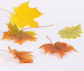 The autumn maple leaves as background