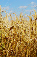 Field with the rye against sky