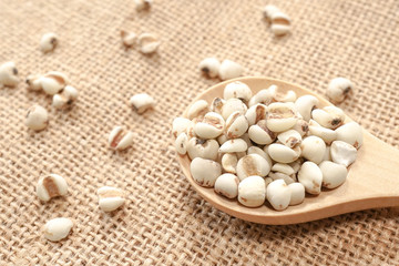 Job's tears on wooden spoon with Job's tears scattered on the sack cloth fabric background, Job's tears, Millet grains, Organic. Vegetarian and healthy diet concept.