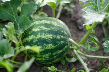 Watermelon in the garden.
