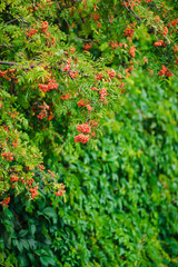 Branch of a ripe mountain ash