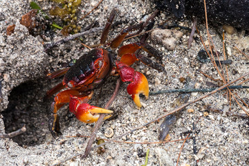 Seychellen - La Digue - Krabbe in der Anse Source d'Argent