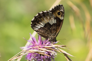 Fototapeta premium sylvandre