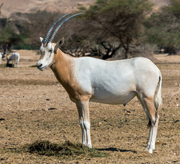 Sahara scimitar Oryx (Oryx leucoryx) in Hai-Bar nature reserve near Eilat, Israel
This species is...