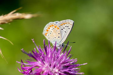 papillon argus bleu mâle